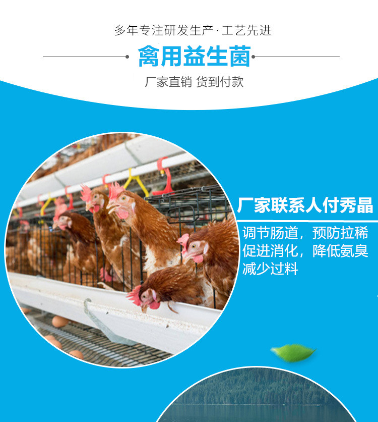 泰安市专治红壳鸡产白皮蛋用蛋鸡添加剂厂家