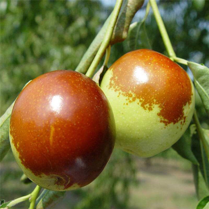 优质果园枣」来自优质果园的鲜美枣果图片