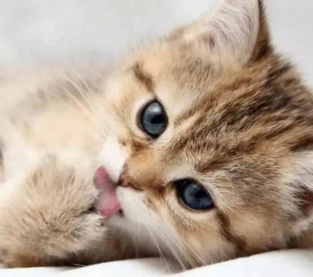 猫咪呕吐的原因及预防方法图片