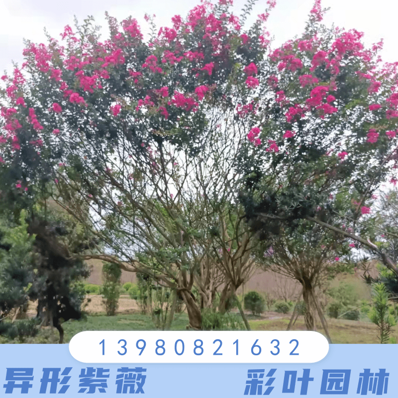 云南玉溪16公分异形紫薇种植基地销售批发价格 高存活率图片