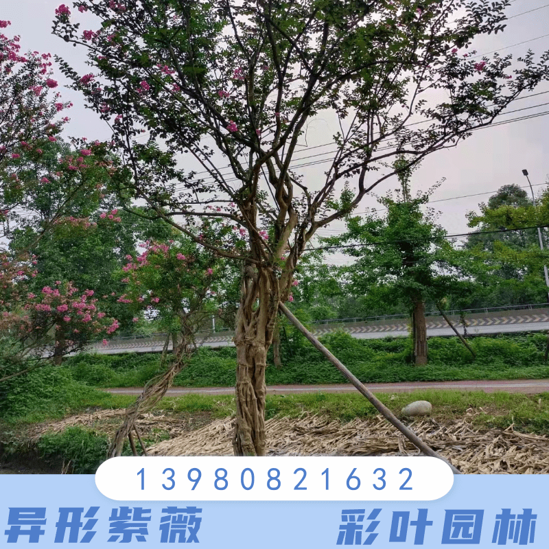四川乐山25公分异形紫薇种植基地销售批发价格 高存活率图片