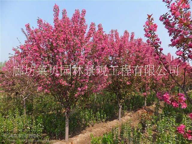 北京廊坊绿化苗木红宝石海棠出售