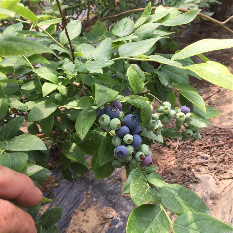 四川蓝莓苗基地 蓝莓果树苗价格图片