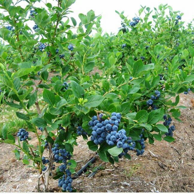 烟台市蓝莓苗厂家四川蓝莓苗基地 蓝莓果树苗价格