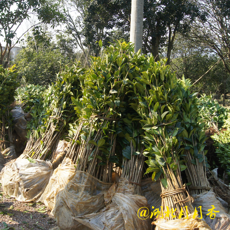 桂花树湖北桂花树 供应直销1公分以上桂花树 种植桂花树基地批发多少钱