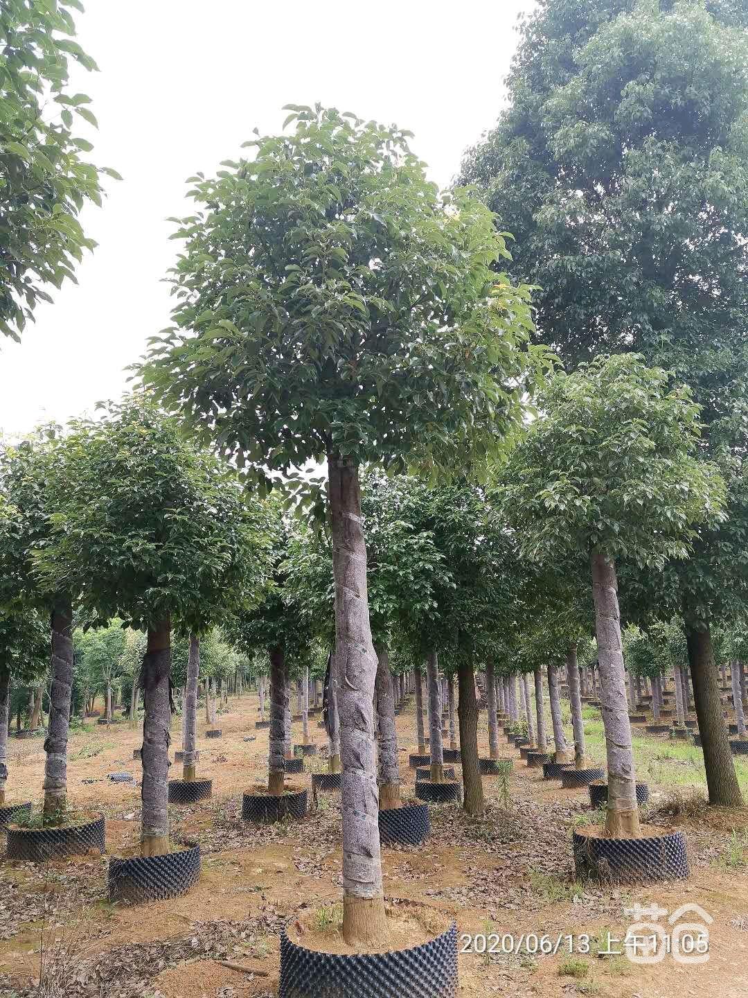 柳州市广西香樟大树多少钱一颗厂家