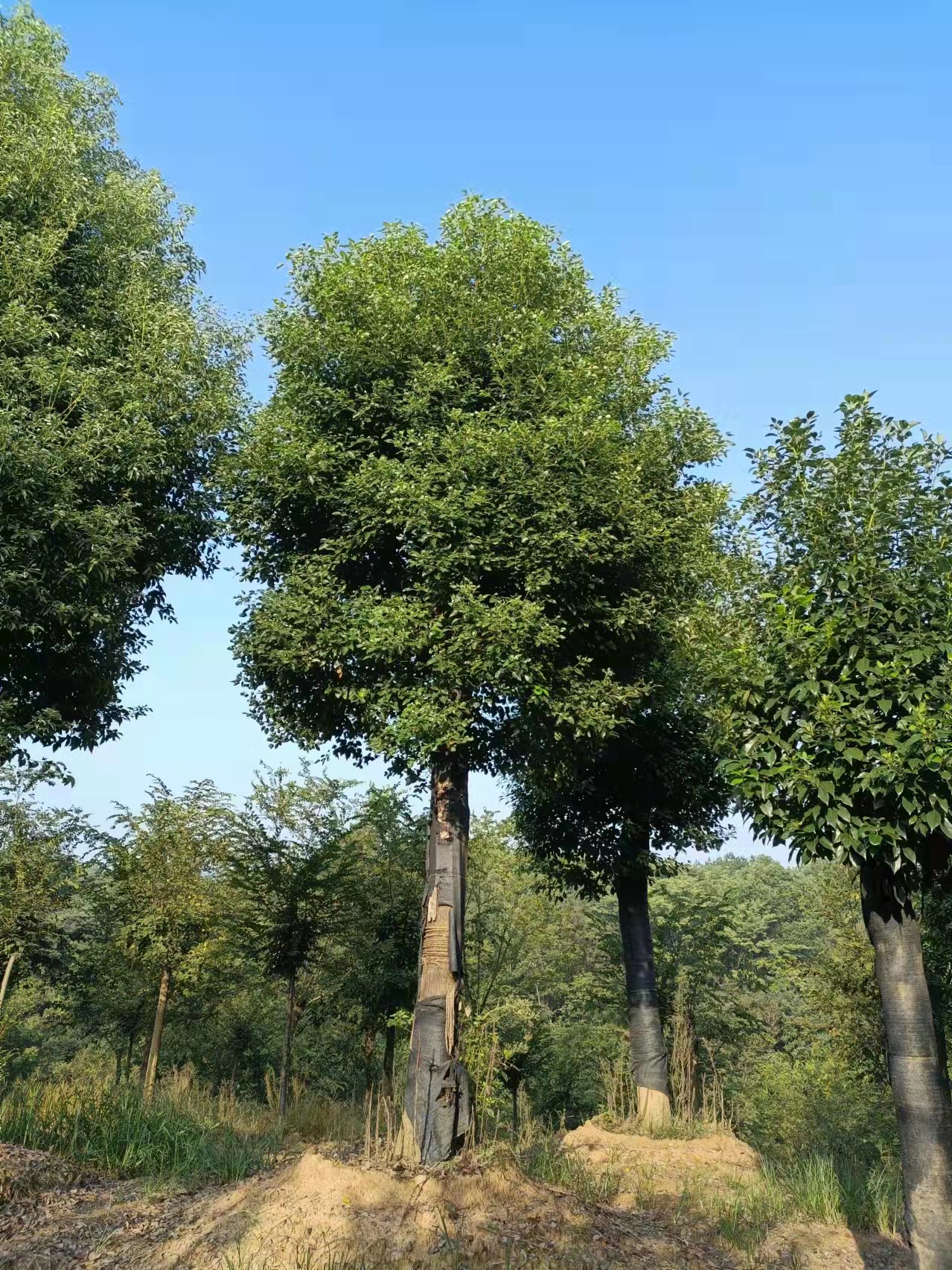 柳州市广西香樟大树多少钱一颗厂家广西香樟大树多少钱一颗，哪里有香樟大树，香樟小苗5万株米径3到15公分价格