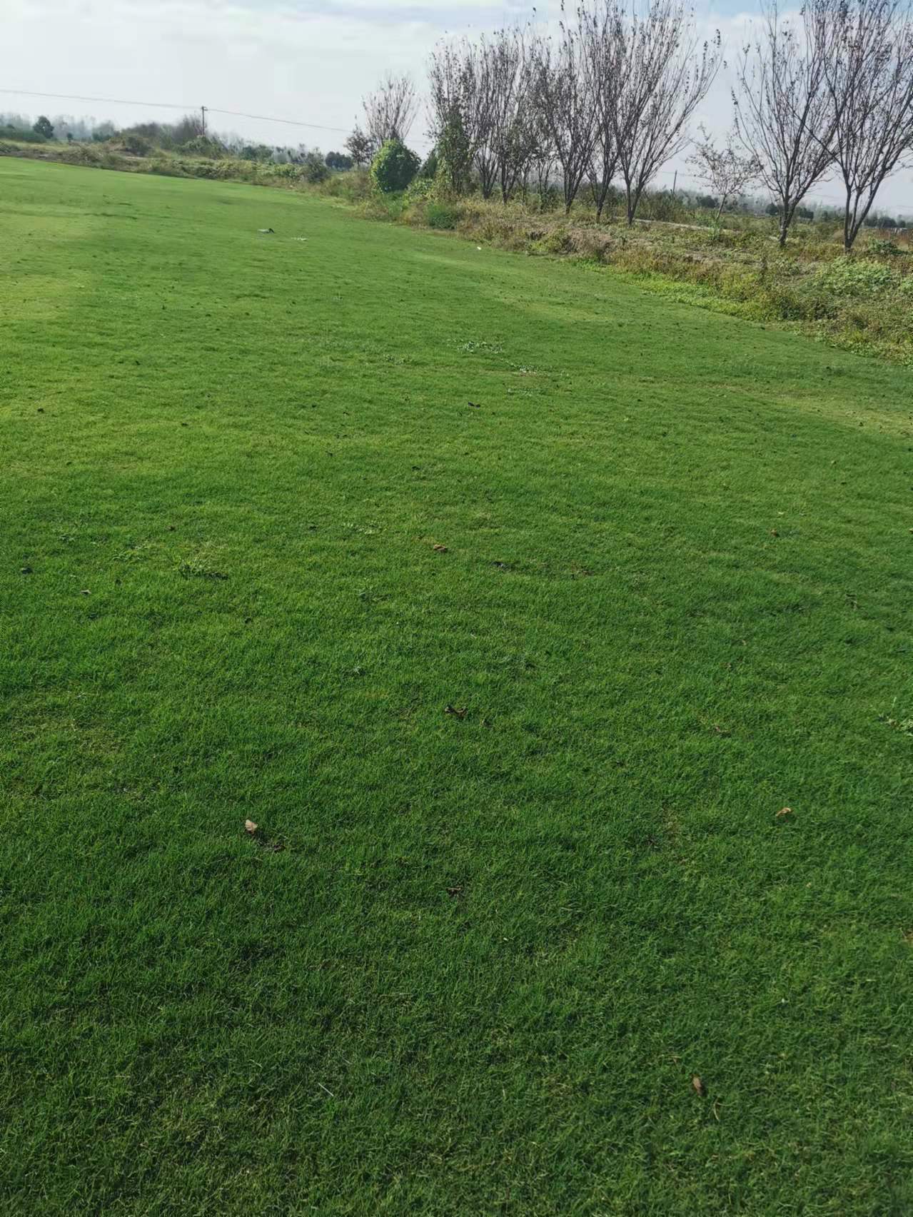 耐旱百慕大草坪 高尔夫球用绿化地毯草 美林密度适中 绿化小苗图片