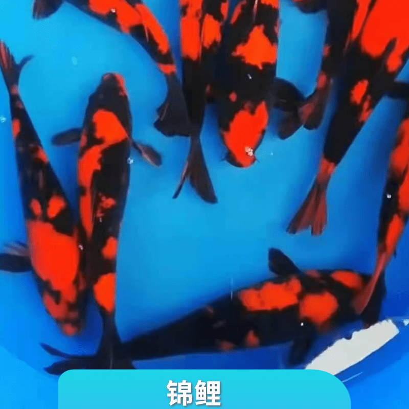 湖南长沙公园景观鱼养殖场出售 价格便宜