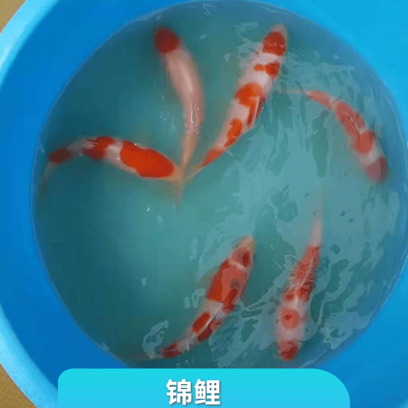 红白锦鲤鱼批发