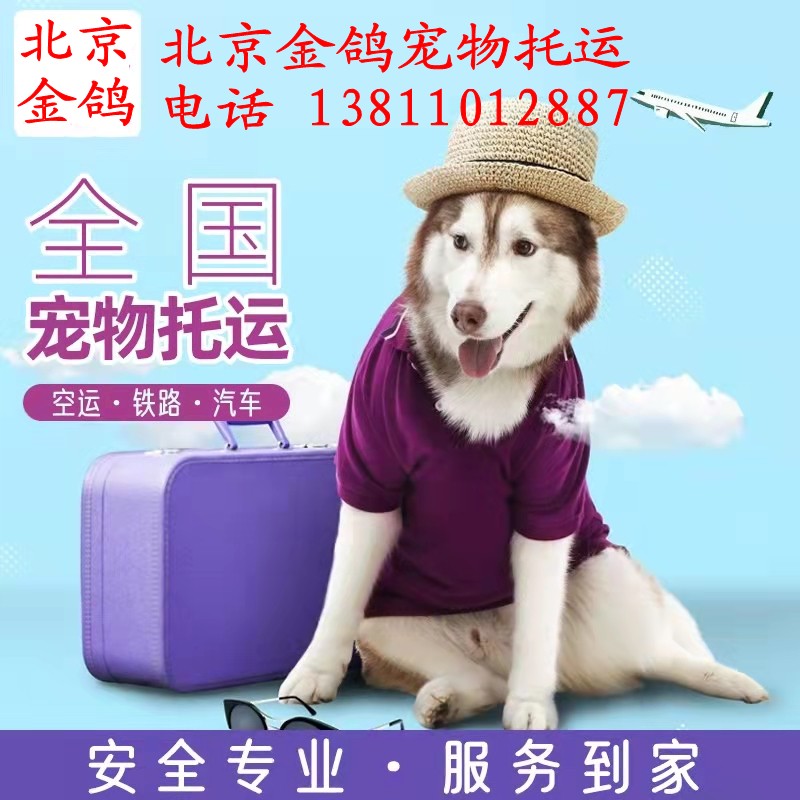 宠物托运 宠物空运北京宠物运输宠物托运 宠物空运北京宠物运输