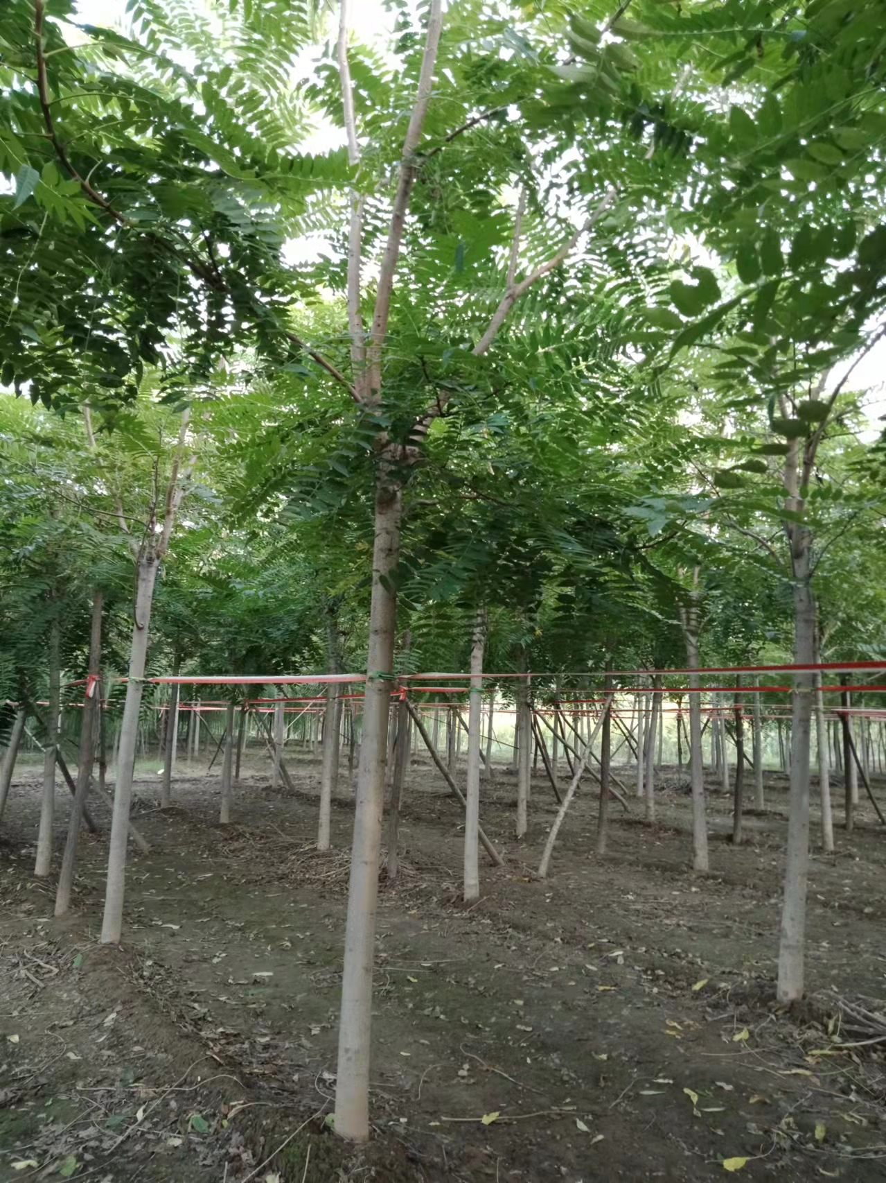 河北香花槐报价，种植基地，供应商【博野金峰园林绿化苗圃】图片