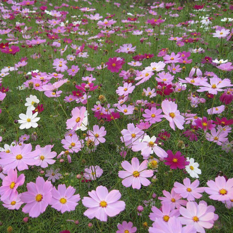 南宁市波斯菊种子厂家波斯菊种子广西南宁格桑花花卉种子边坡绿化常用花种