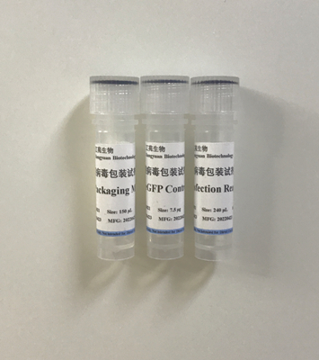 慢病毒包装试剂盒 Lentiviral Packaging Kit图片