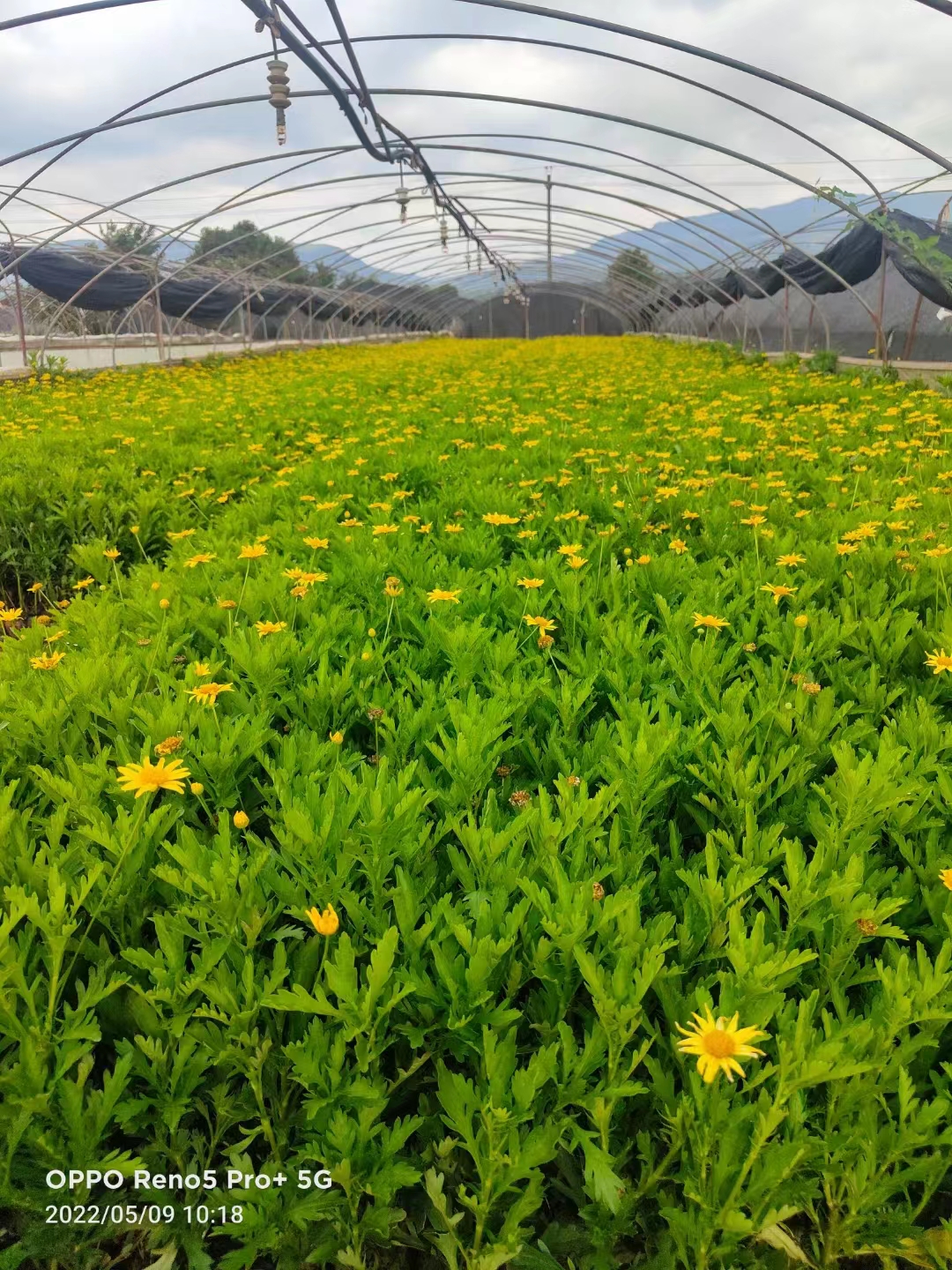 昆明市木春菊基地厂家