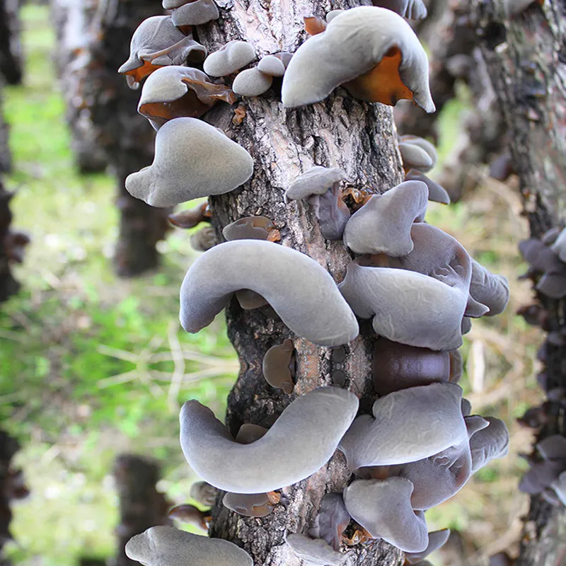 云南野生菌|黑木耳段木栽培的接种 野生菌木耳