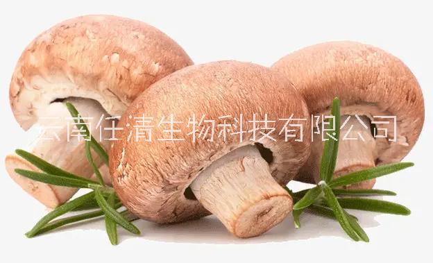 头菇米稀真的养胃吗？