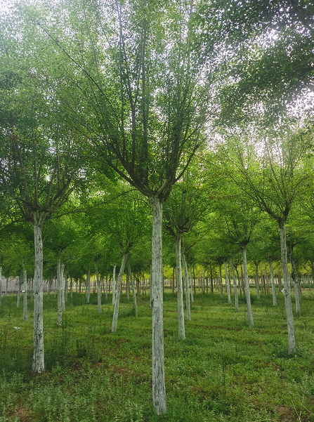 丝棉木种植基地 二乔苗木树苗 落叶乔木观赏绿化行道树图片