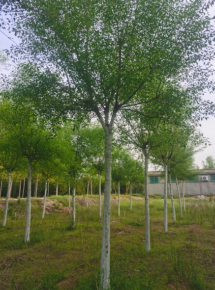 丝棉木丝棉木种植基地 二乔苗木树苗 落叶乔木观赏绿化行道树