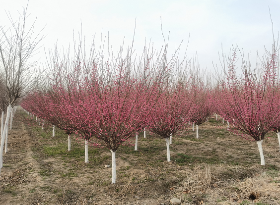 红梅花树长期观赏用红梅苗圃 园林景观用红梅花树价格,批发,基地, 树形优美