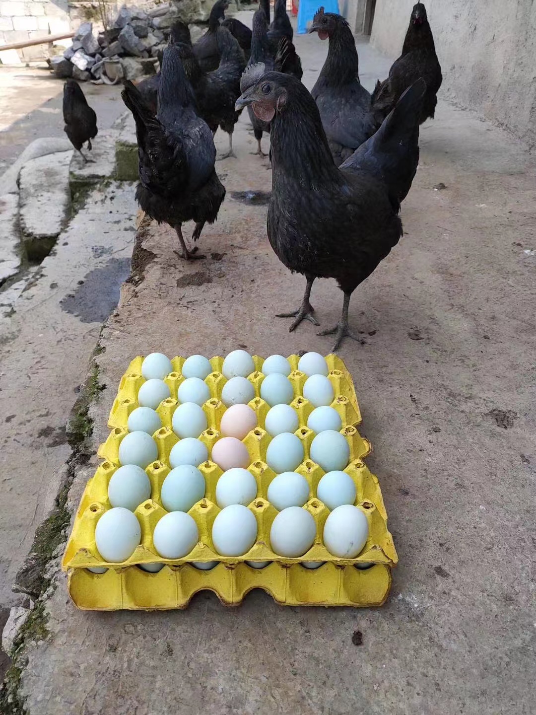 如何提供五黑鸡年产蛋率、五黑鸡年产蛋多少量高不高，咨询热线18152899766