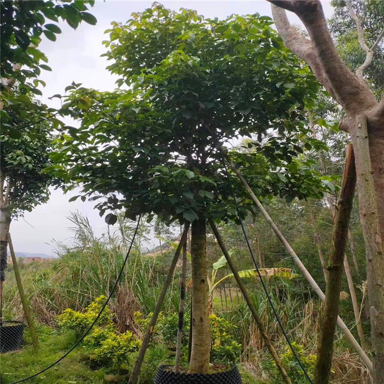 九江市重阳木厂家基地出售重阳木 全冠移植树 株高1-7米 园林市政工程树