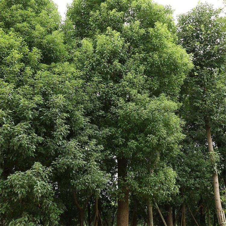 香樟园林植物多杆移栽大香樟树 荒山造林多头香樟 绿化工程苗