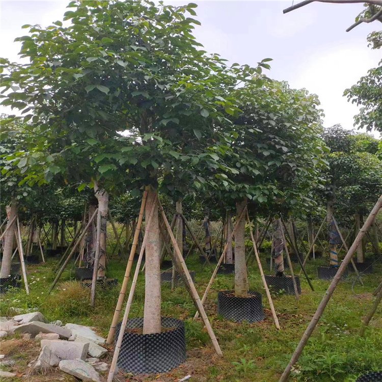 基地出售重阳木 全冠移植树 株高1-7米 园林市政工程树
