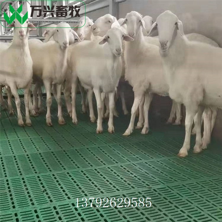 羊舍漏粪板 羊床生产厂家 羊漏粪板规格