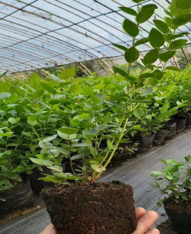 基地供应 蓝莓苗 品种齐全 品质优 成活率高 带土球包装图片