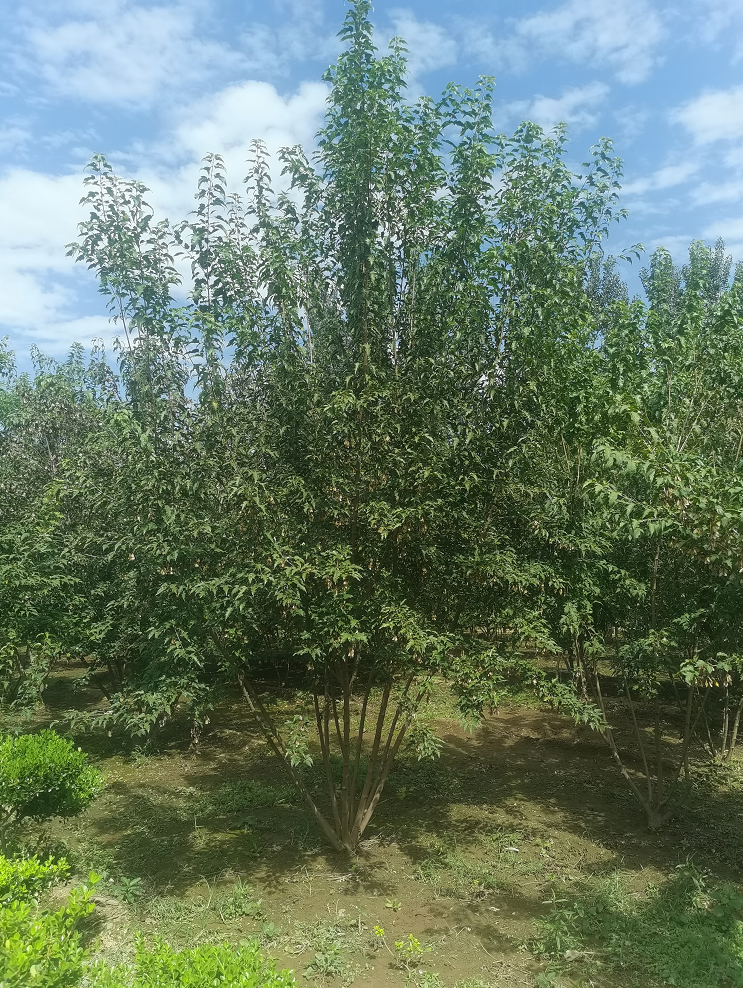 长期提供 丛生茶条槭 规格齐全 价格合理 苗圃直发图片
