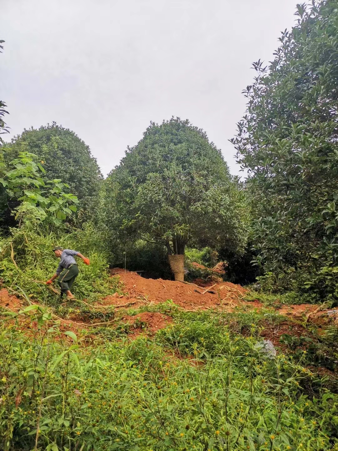 香气柔和 道路园林绿化树 带土球发货 大量供应D10公分丹桂图片