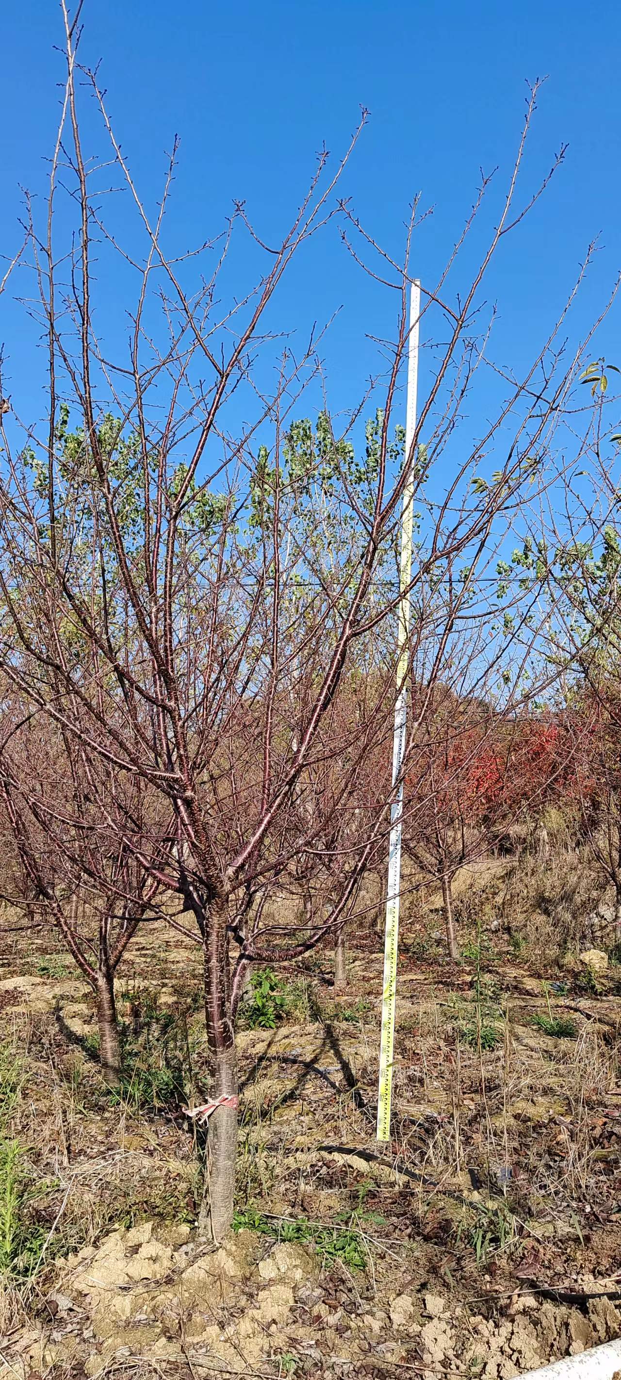 樱花树批发 樱花树批发基地图片