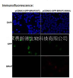 BRAF(V600A 小鼠单抗/ BRAF antibody/武汉费斯德