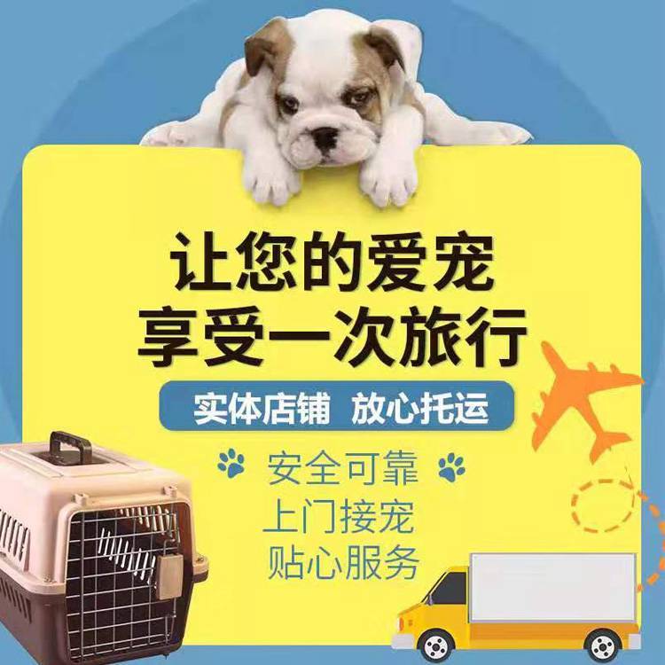 乌鲁木齐至广州宠物猫物流 零担货物运输    宠物托运全国 乌鲁木齐到广州宠物托运
