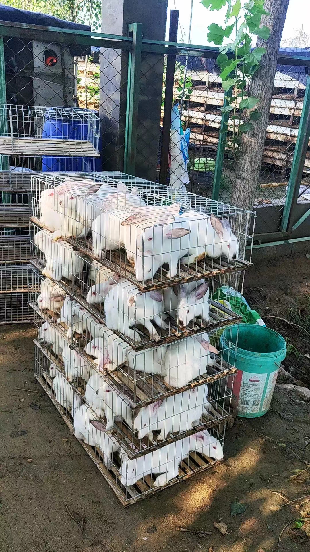 济宁市伊拉兔厂家伊拉兔养殖行情种兔价格肉兔养殖场