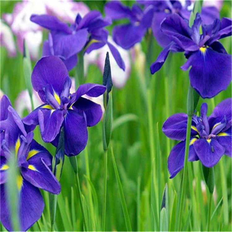 供应紫花鸢尾苗圃批发、报价、多少钱、产地销售