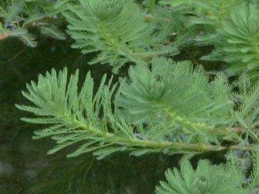粉绿狐尾藻供应商  粉绿狐尾藻联系方式 粉绿狐尾藻价格