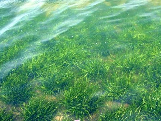 矮生苦藻报价  矮生苦藻联系方式  矮生苦藻种植基地图片