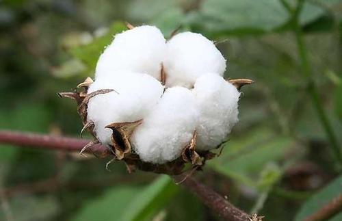 怎样进口棉籽 进口棉籽清关的详细操作流程有哪些图片