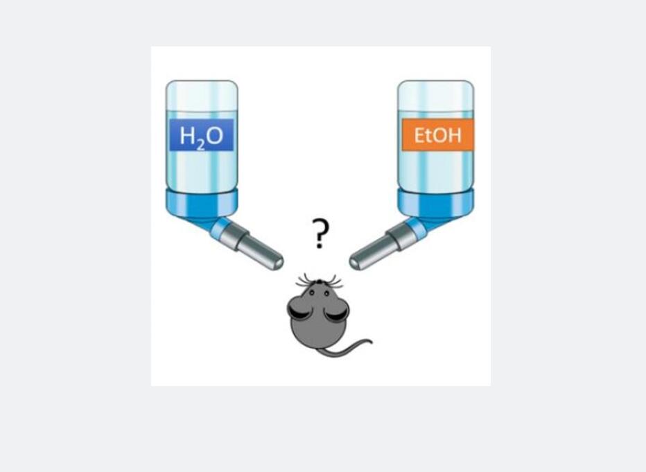 糖水偏好实验系统 小鼠糖水偏好实验系统  大小鼠糖水偏爱实验系统