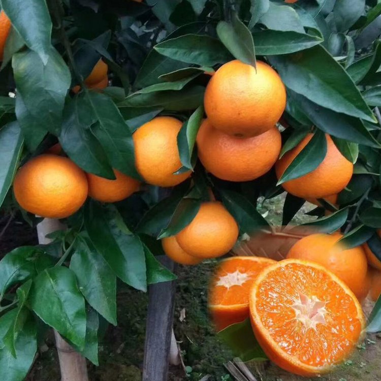 红美人柑橘苗现摘红美人柑橘苗 橘子水果新鲜果冻橙橘子苗结果树苗