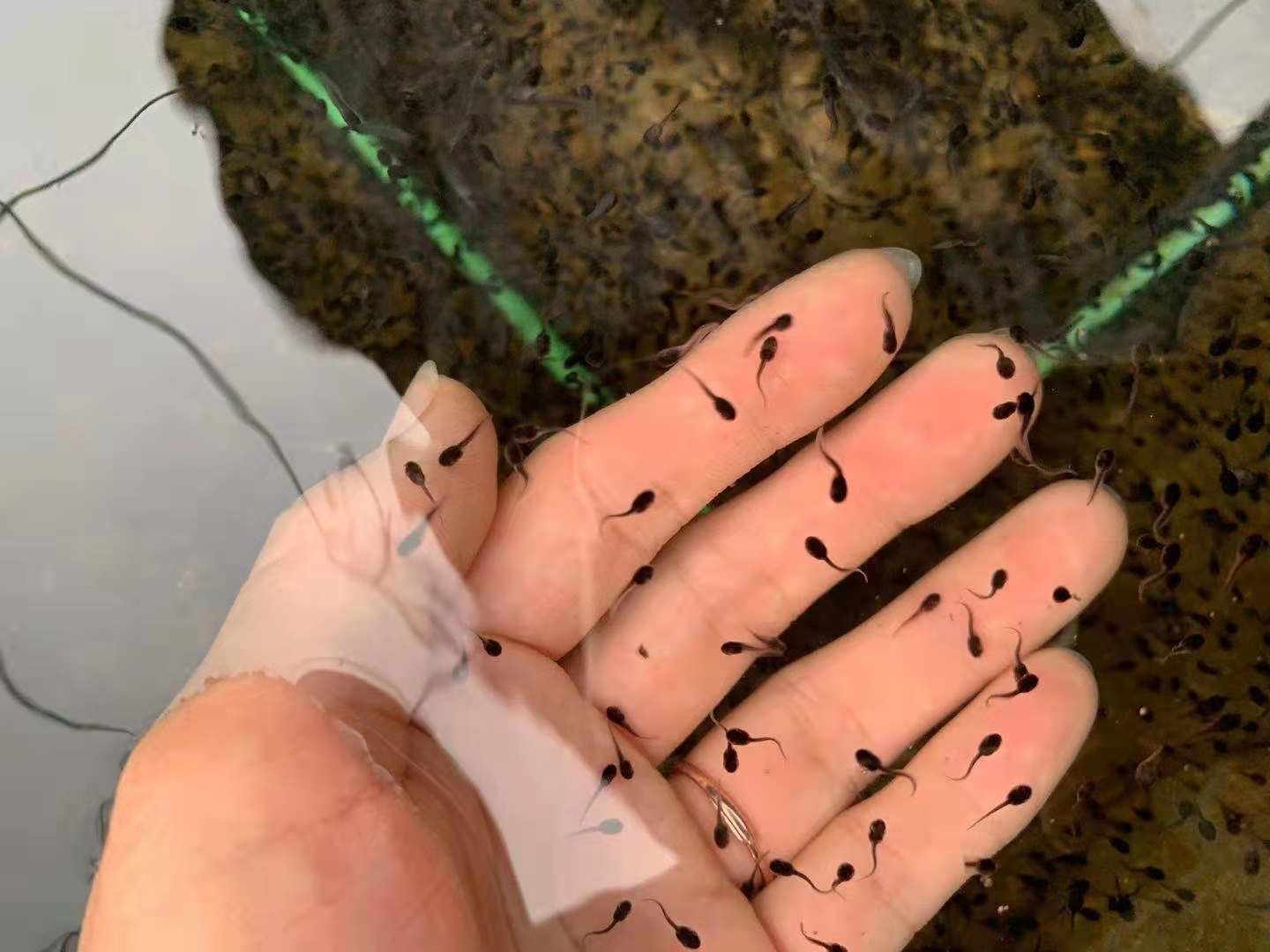 汕头市牛蛙孵化技术厂家牛蛙孵化技术 牛蛙苗批发 牛蛙养殖