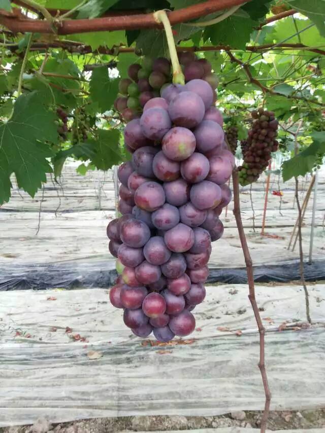青岛市夏黑葡萄厂家北方早熟葡萄苗销售  江北夏黑葡萄苗