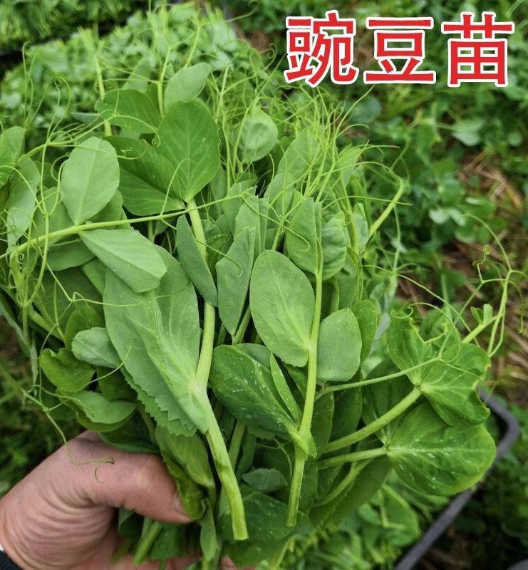 翠玉276苗用豌豆种子