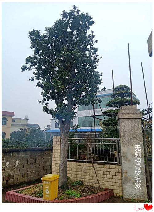 长沙市构骨小苗厂家热卖 热卖浏阳构骨大树和柏加构骨小苗终于发货了 构骨小苗